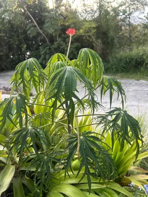 a plant with a red flower on top of it at Zafira Luxe in Leonards